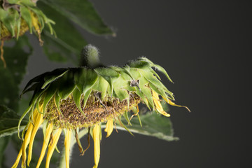 Blurred sunflower dark background