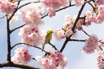Cherry blossoms and Zosterops japonicus at Ueno Park