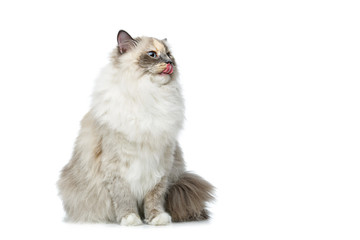 beautiful birma cat isolated on white - 181240131