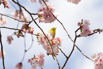 Cherry blossoms and Zosterops japonicus at Ueno Park