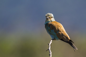 European Roller in Kruger National park, South Africa
