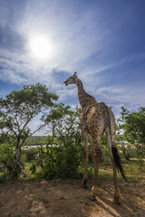Naklejka na ściany i meble Giraffe in Kruger National park, South Africa