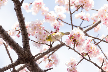 Cherry blossoms and Zosterops japonicus at Ueno Park