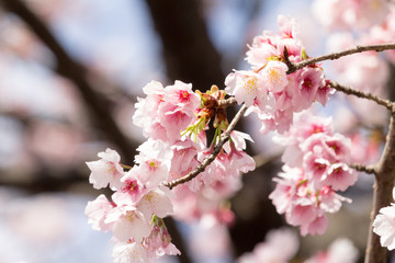 Fototapeta premium Cherry blossoms at Ueno Park