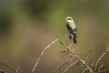 Obraz premium Lesser Grey Shrike in Kruger National park, South Africa