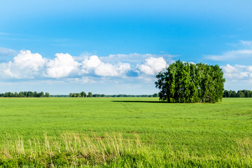 Obraz premium Field in June