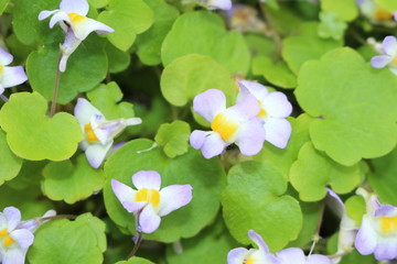 "Ivy-leaved Toadflax" flower (or Kenilworth Ivy, Coliseum Ivy, Oxford Ivy) in St. Gallen, Switzerland. Its Latin name is Cymbalaria Microcalyx, native to southern and western Balkan.