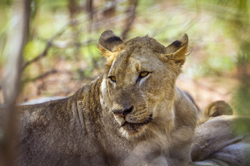 Naklejka premium African lion in Kruger National park, South Africa
