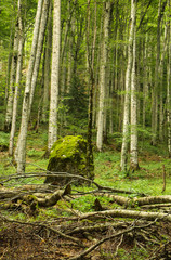 Obraz premium Large stone covered with moss in the forest. Trees and big rock in the wood