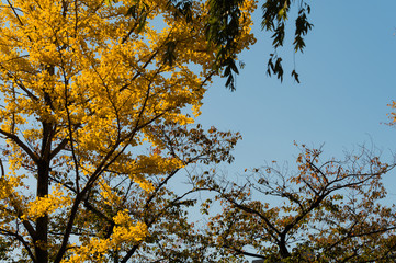 紅葉と青空