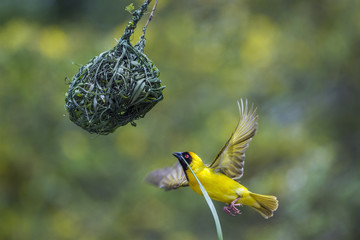 Southern Masked Weaver in Kruger National park, South Africa