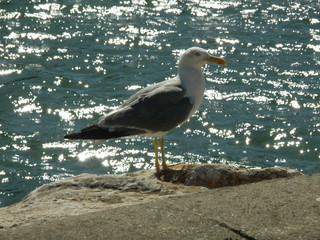 A Portuguese Seagull