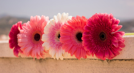 Five gerbers. Beautiful pink flowers. Summer panorama. Colorful bouquet.