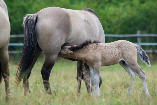 Wildlife photo - A herd of wild horses with a cub, Austria, Europe