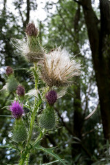 thistle flowers