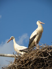 White Storks