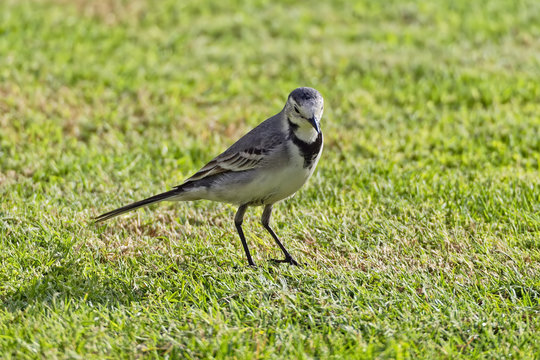 White Wagtail on a lawn in bright sunshine.