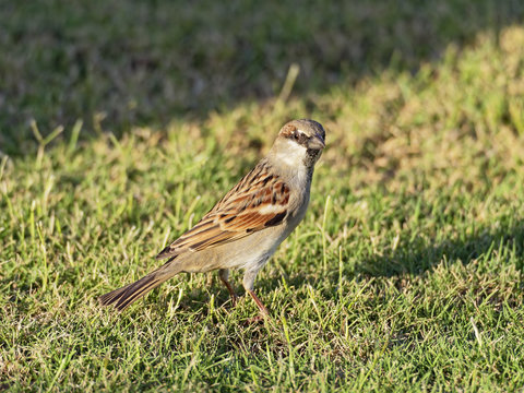 Close up of an Egyptian House Sparrow standing on a lawn in bright sunshine.