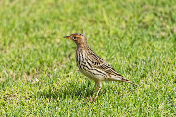 Tree Pipit standing in short grass in bright sunlight.