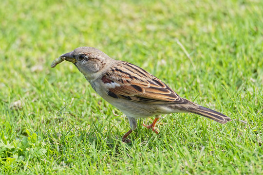 Egyptian Sparrow standing in short grass holding a grub in its beak