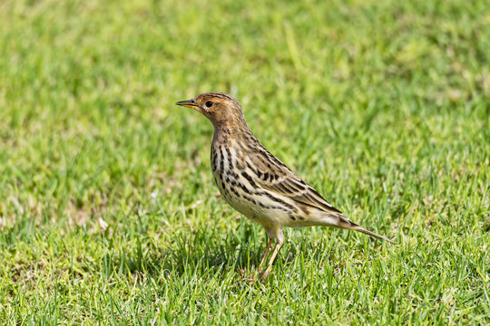 Tree Pipit standing in short grass in bright sunlight.
