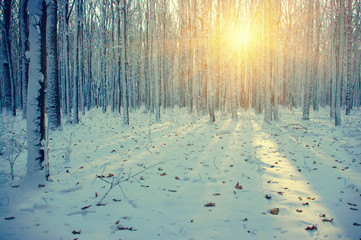  Winter forest  in snow