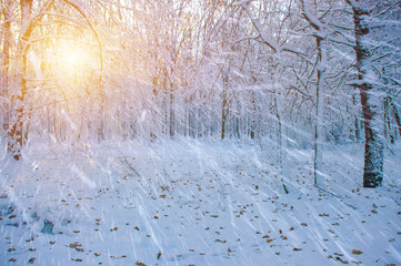  Winter forest on sun