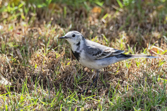 White Wagtail standing on short grass in bright sunshine.
