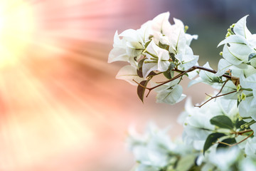 white Bougainvillea flower with sunlight and blur bokeh background.