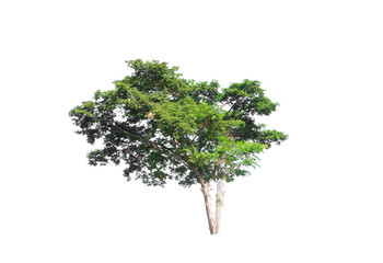 Green tree on white isolated