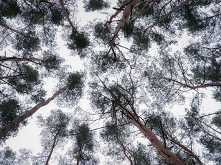Trees in a forest from below