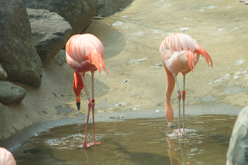 pink flamingo in zoo landscape .
