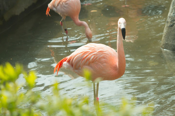 pink flamingo in zoo landscape .
