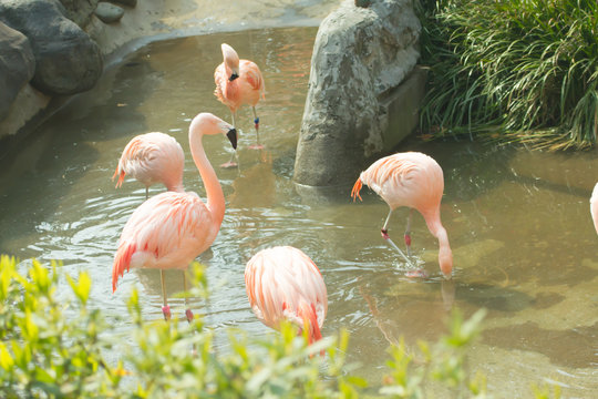 pink flamingo in zoo landscape .
