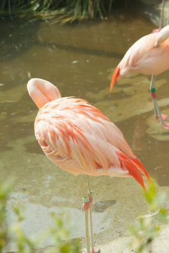pink flamingo in zoo landscape .
