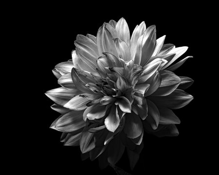 Single Dahlia Black and White 0802