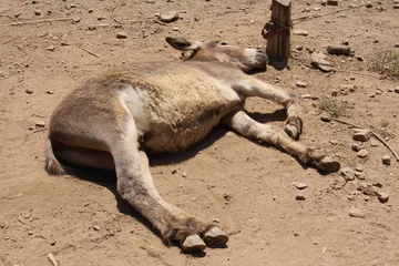 Tissu par mètre Âne An adult donkey is lying on the ground because of the exreme heat in summer in Crete Island, Greece.