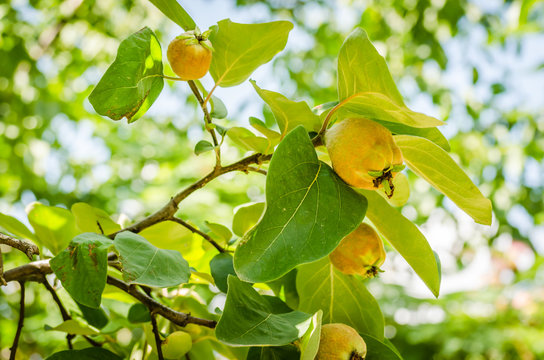 Green quince fruit maturation 