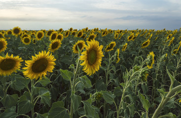 Fototapeta premium Sunflower field on blue sky