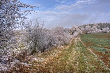 Feldweg an einem Wintermorgen