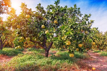 ripe pomelo fruits on the tree - Powered by Adobe