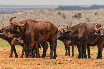 Fototapeta premium Family of African Buffalo