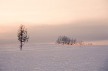 Fototapeta na wymiar 雪原の夕景
