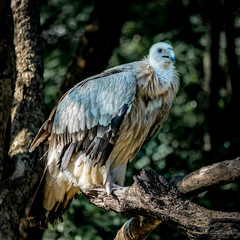 Vulture