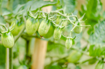 Green fruits cherry tomatoes 