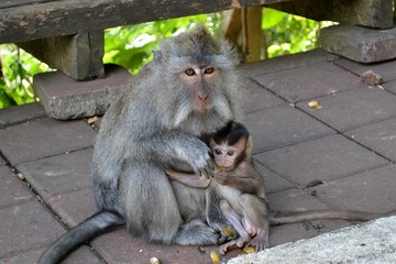 Indonesian monkey with cub.