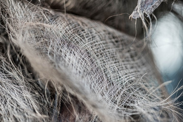 texture of palm trees