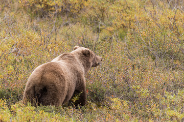 Grizzly Bear in Alaska