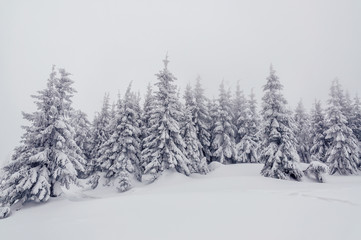 snow-cowered fir trees