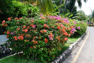 Fototapeta na wymiar Indonesian tropical plants